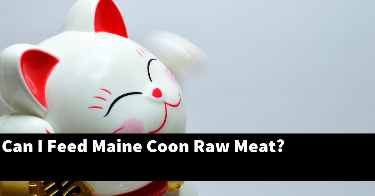 Can I Feed Maine Coon Raw Meat?