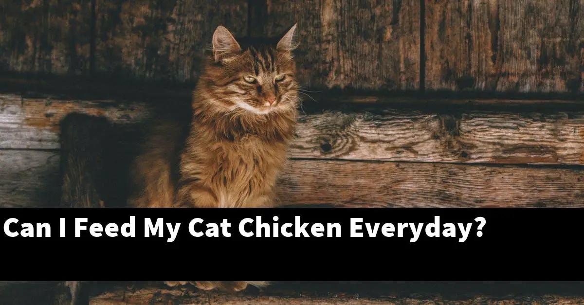 Can I Feed My Cat Chicken Everyday?