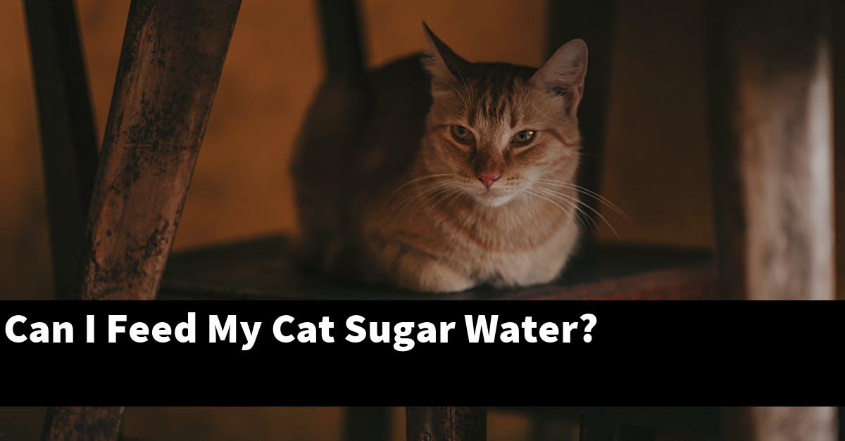 Can I Feed My Cat Sugar Water?