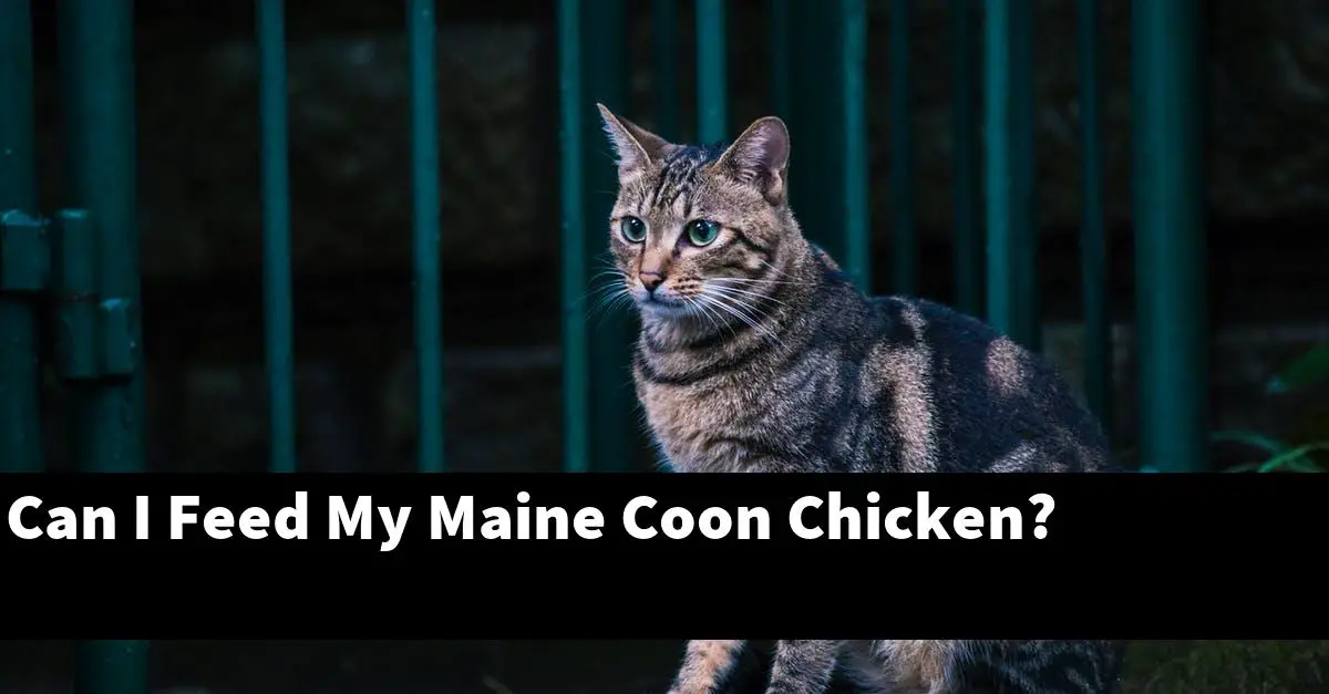 Can I Feed My Maine Coon Chicken?