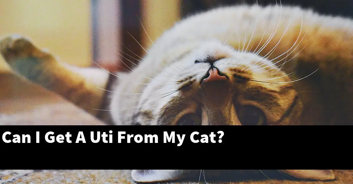 Can I Get A Uti From My Cat?