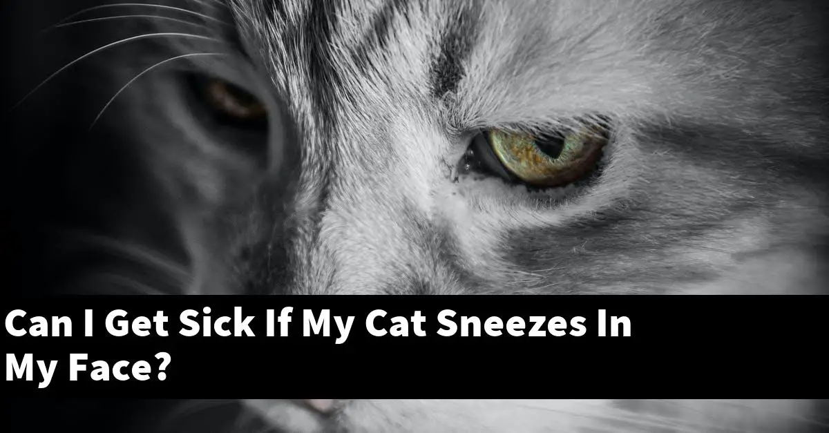 Can I Get Sick If My Cat Sneezes In My Face?