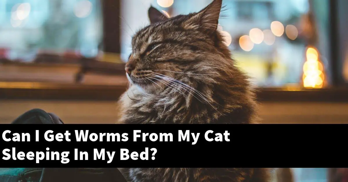Can I Get Worms From My Cat Sleeping In My Bed?