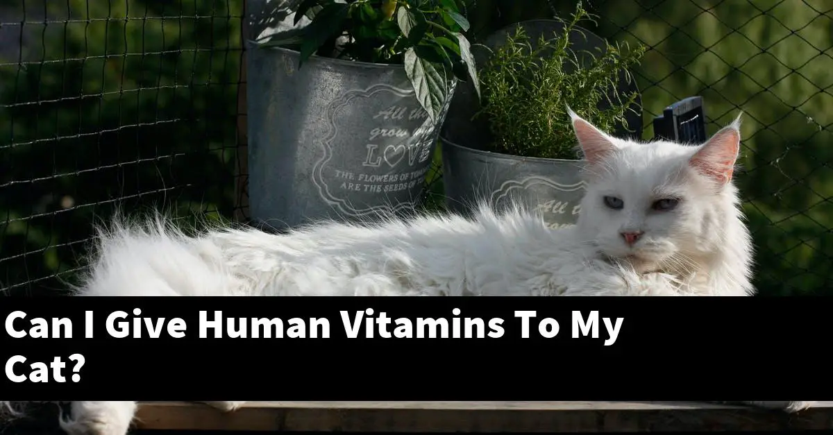 Can I Give Human Vitamins To My Cat?