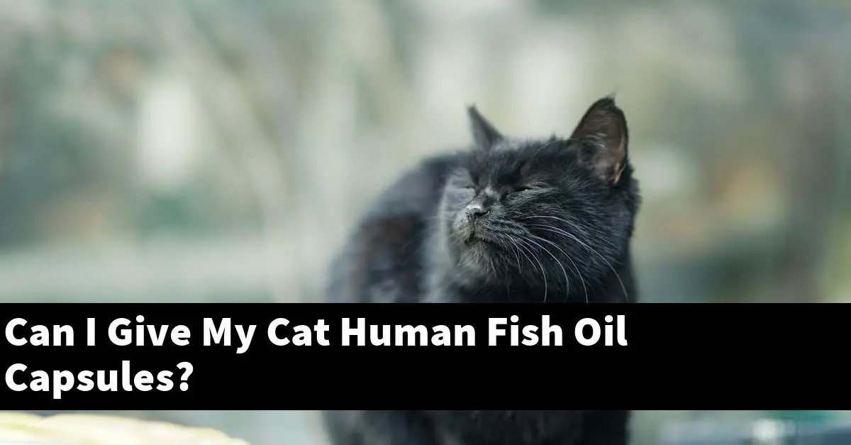 Can I Give My Cat Human Fish Oil Capsules?