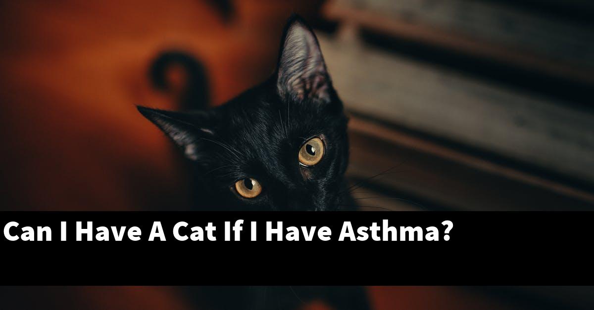 Can I Have A Cat If I Have Asthma?