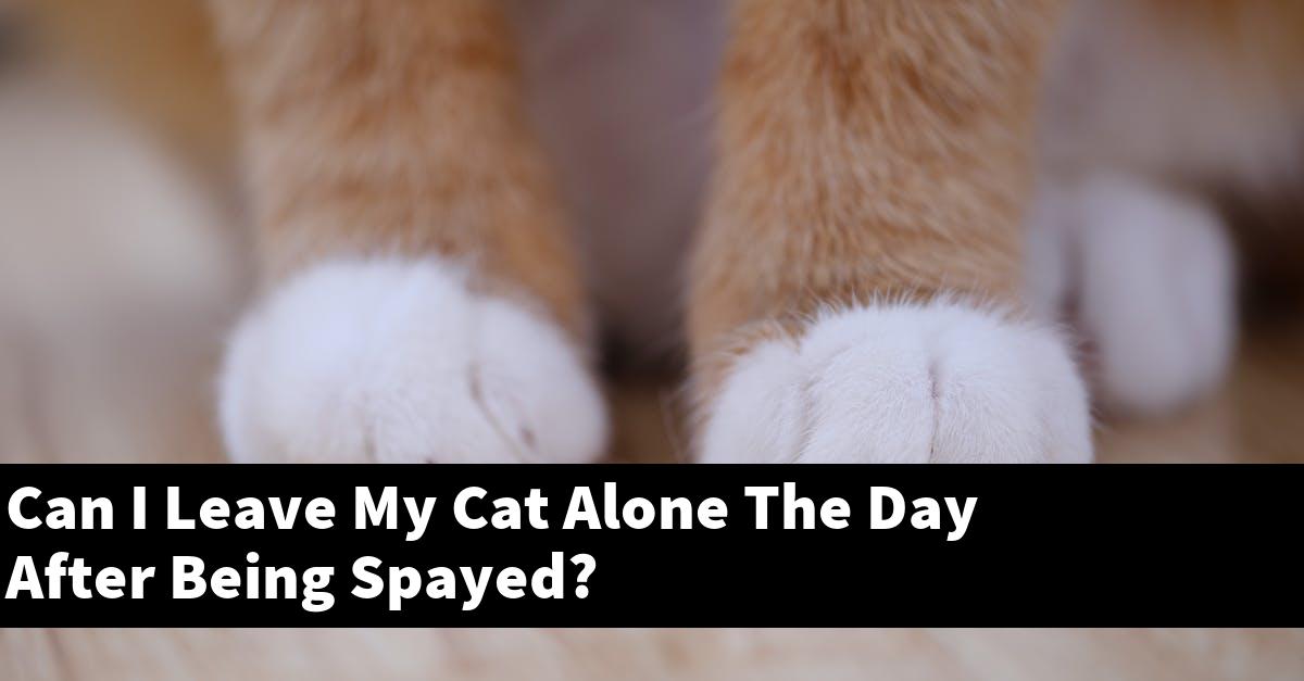 Can I Leave My Cat Alone The Day After Being Spayed?