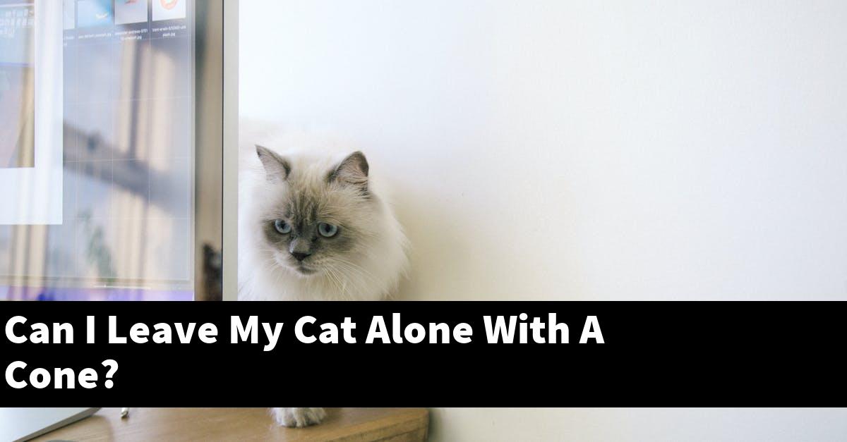 Can I Leave My Cat Alone With A Cone?