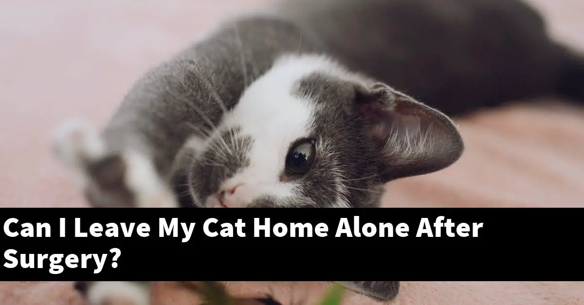 Can I Leave My Cat Home Alone After Surgery?