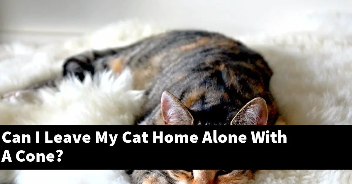 Can I Leave My Cat Home Alone With A Cone?