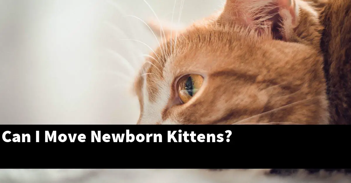 Can I Move Newborn Kittens?