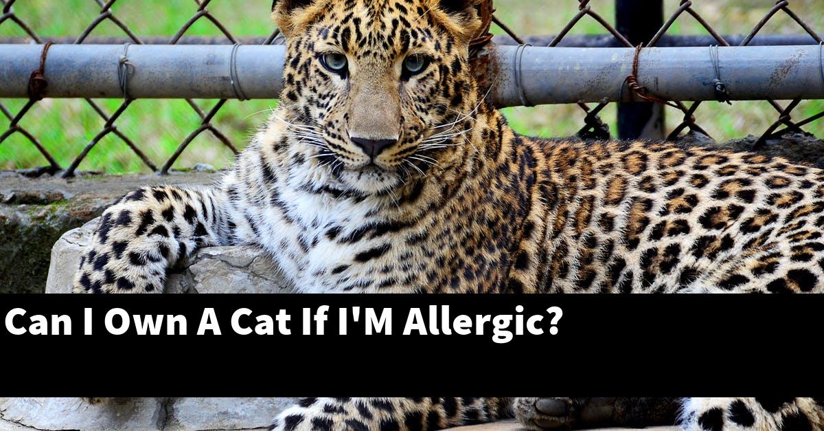 Can I Own A Cat If I'M Allergic?