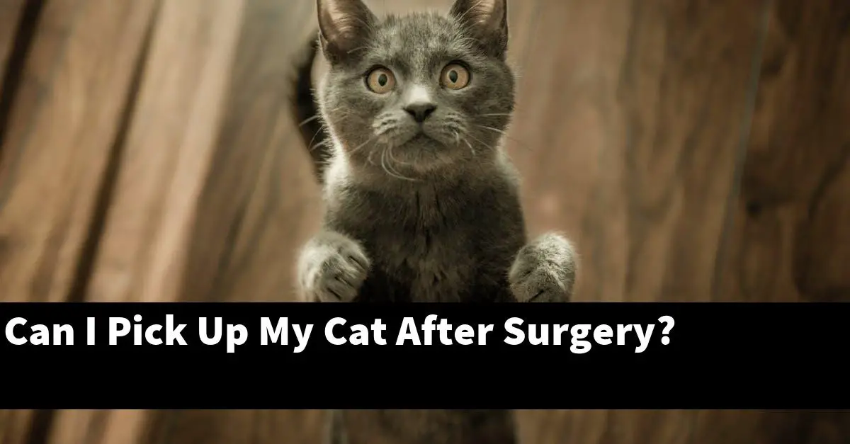 Can I Pick Up My Cat After Surgery?