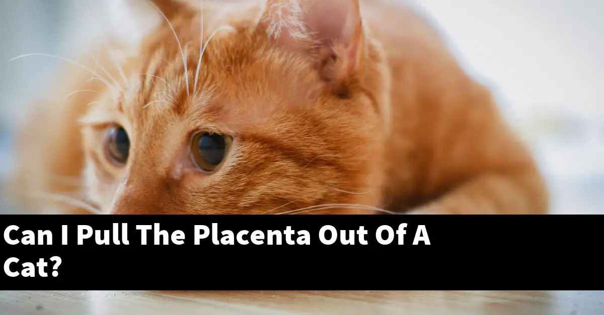 Can I Pull The Placenta Out Of A Cat?