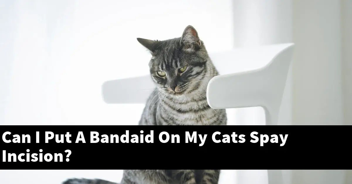 Can I Put A Bandaid On My Cats Spay Incision?