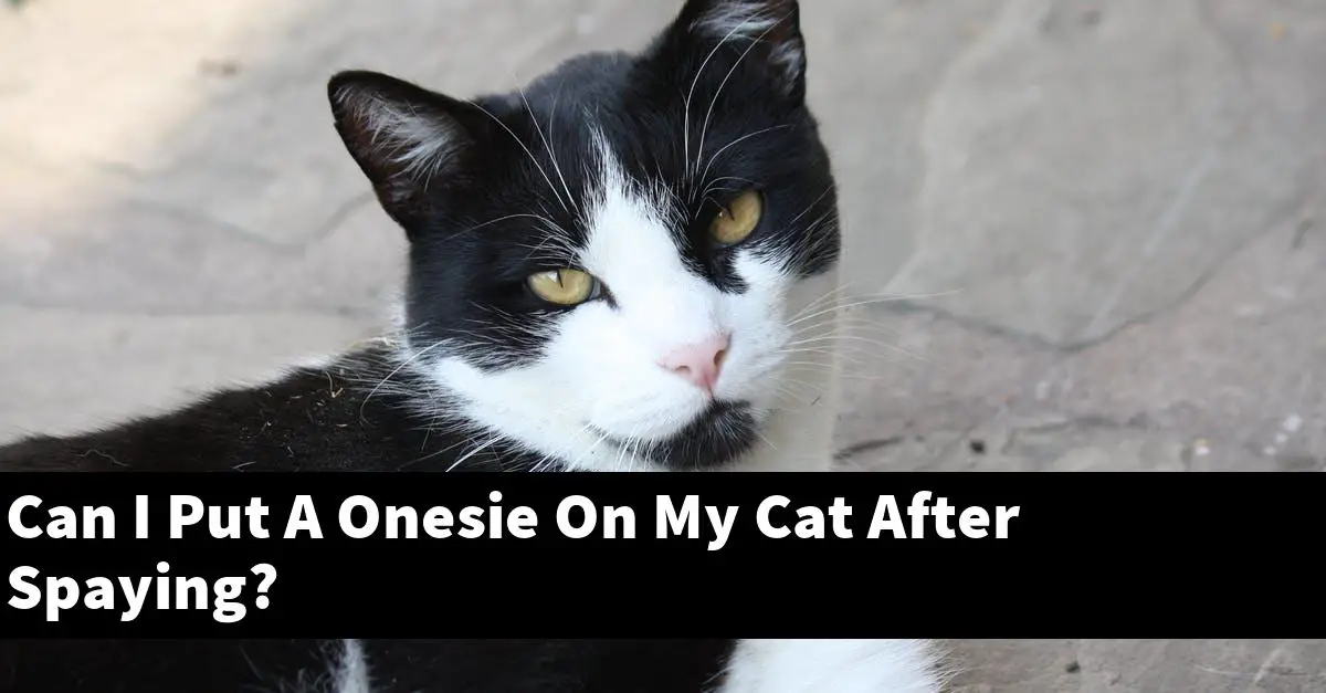 Can I Put A Onesie On My Cat After Spaying?