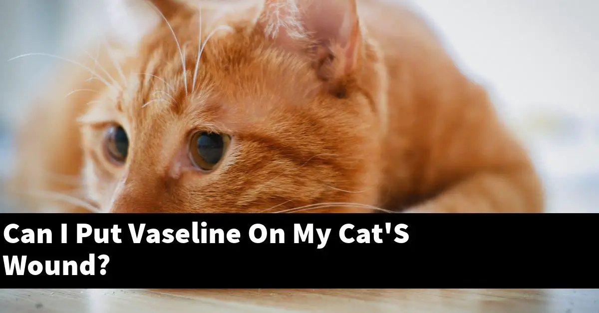 Can I Put Vaseline On My Cat'S Wound?