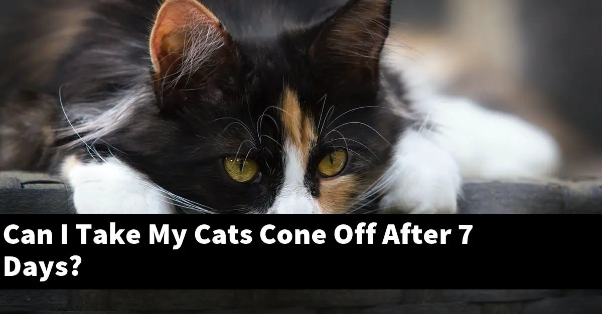 Can I Take My Cats Cone Off After 7 Days?