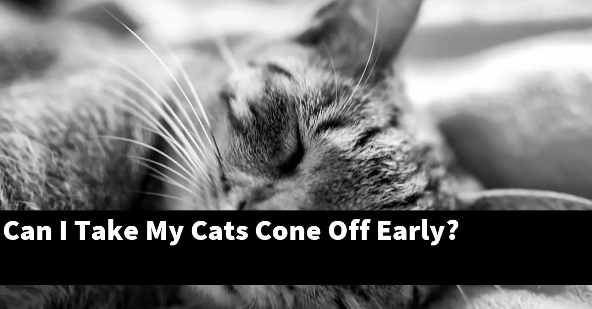 Can I Take My Cats Cone Off Early?