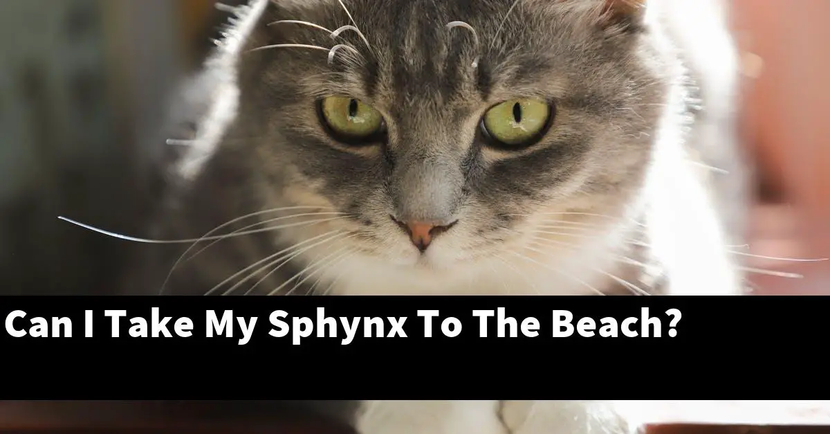 Can I Take My Sphynx To The Beach?