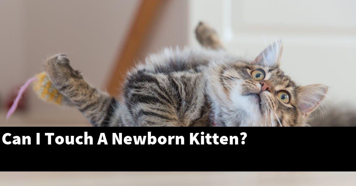 Can I Touch A Newborn Kitten?