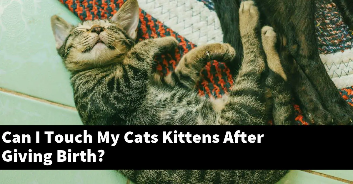 Can I Touch My Cats Kittens After Giving Birth?