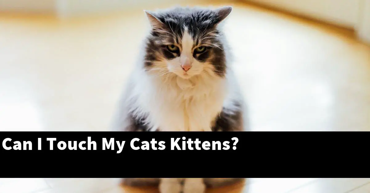 Can I Touch My Cats Kittens?