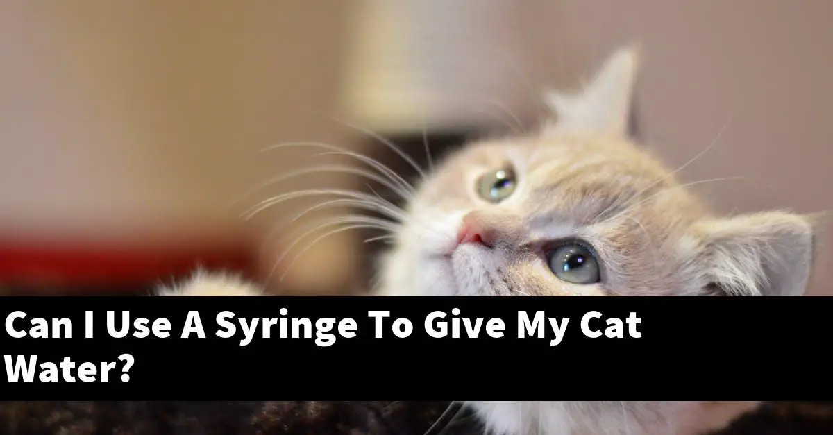 Can I Use A Syringe To Give My Cat Water?
