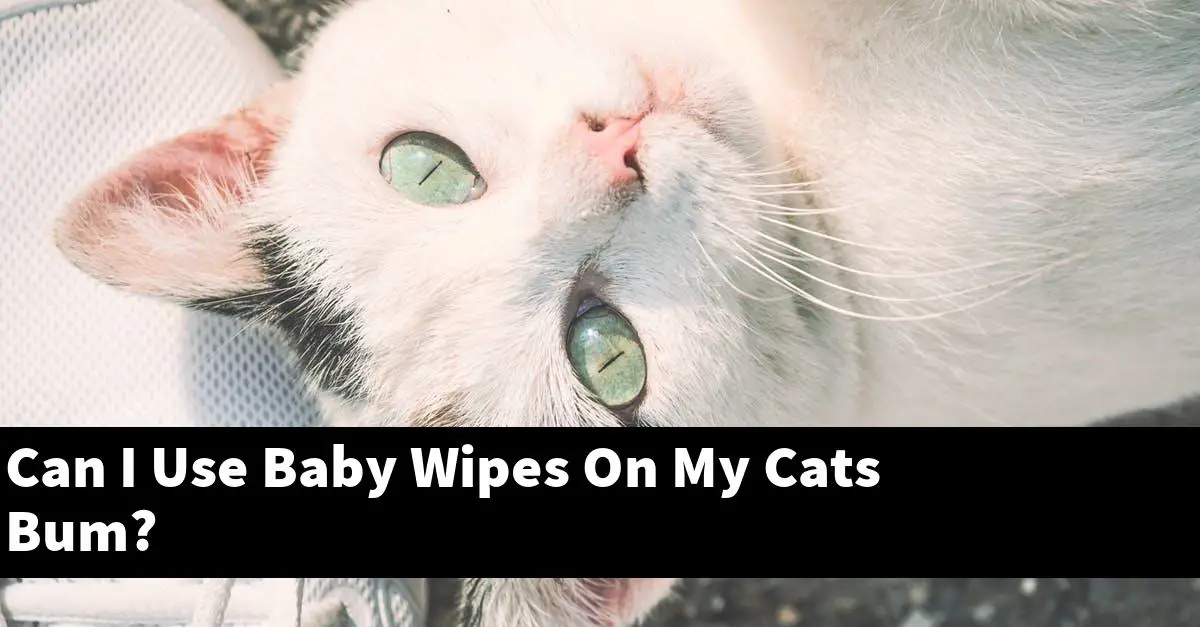Can I Use Baby Wipes On My Cats Bum?