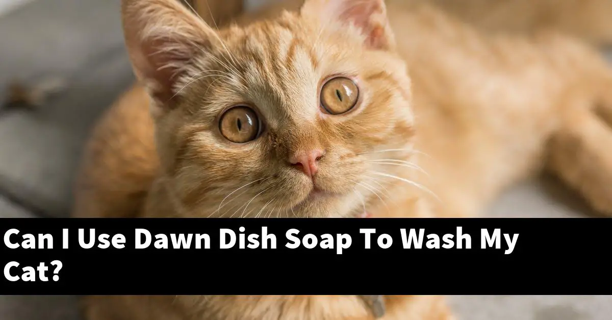 Can I Use Dawn Dish Soap To Wash My Cat?