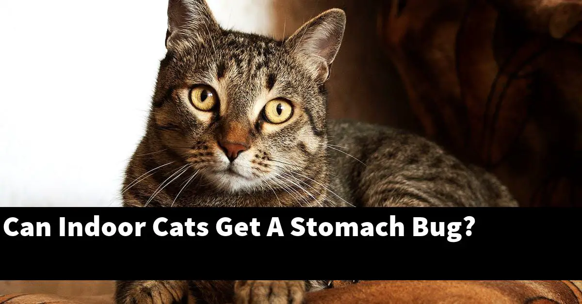 Can Indoor Cats Get A Stomach Bug?