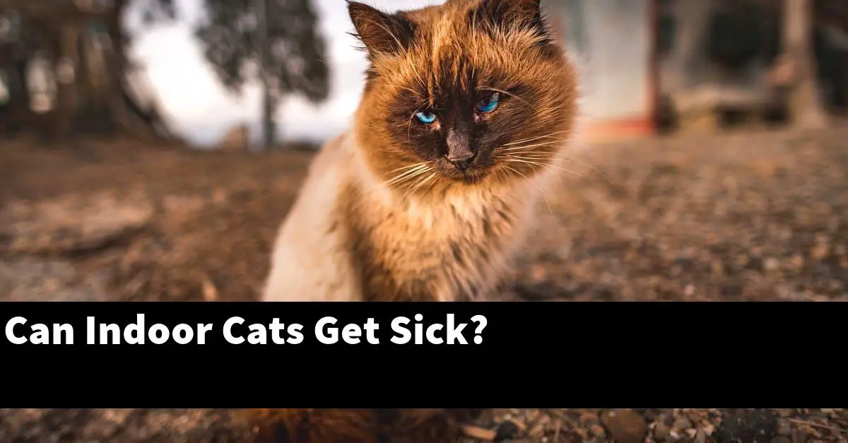Can Indoor Cats Get Sick?