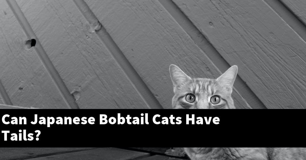 Can Japanese Bobtail Cats Have Tails?