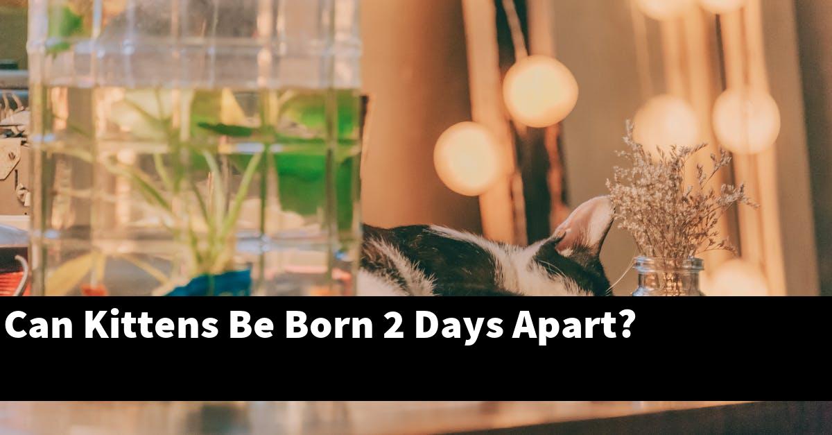 Can Kittens Be Born 2 Days Apart?