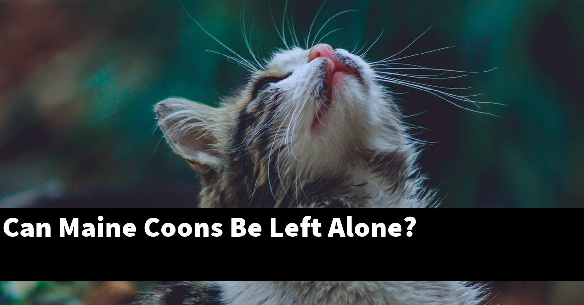 Can Maine Coons Be Left Alone?