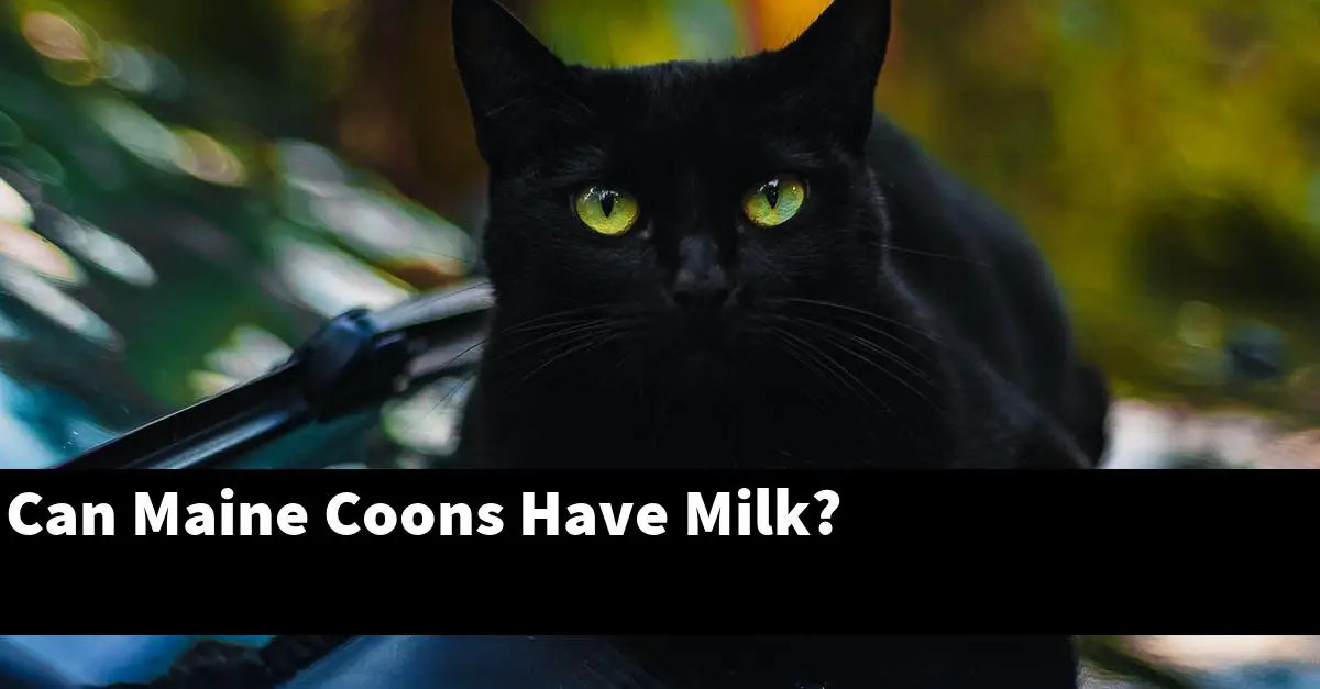 Can Maine Coons Have Milk?
