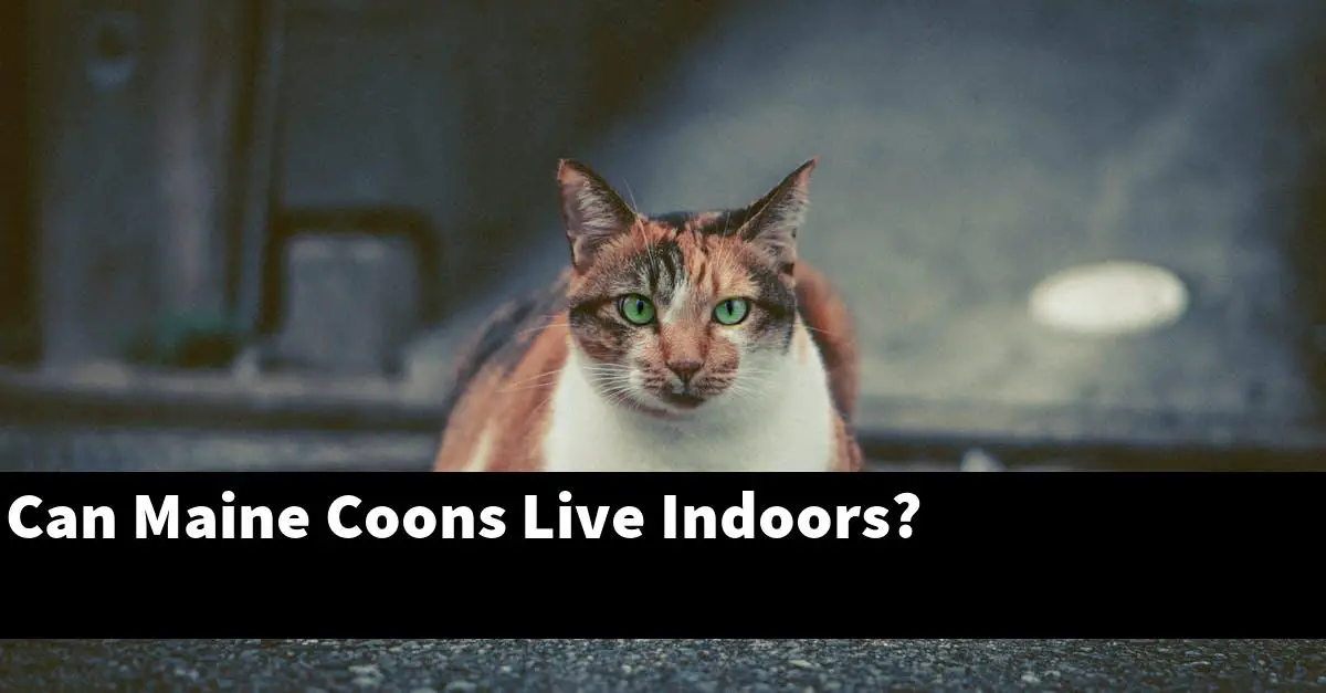 Can Maine Coons Live Indoors?