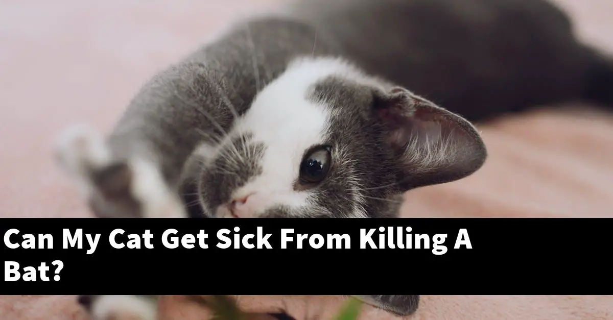 Can My Cat Get Sick From Killing A Bat?