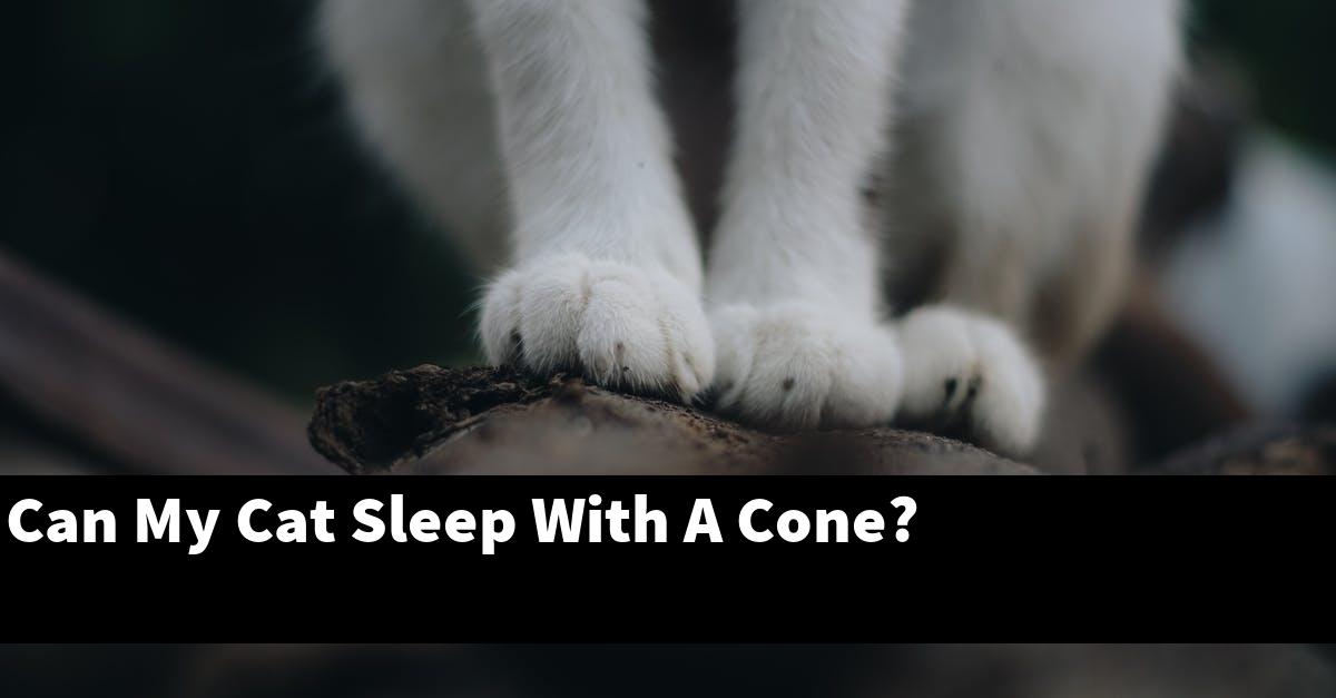 Can My Cat Sleep With A Cone?
