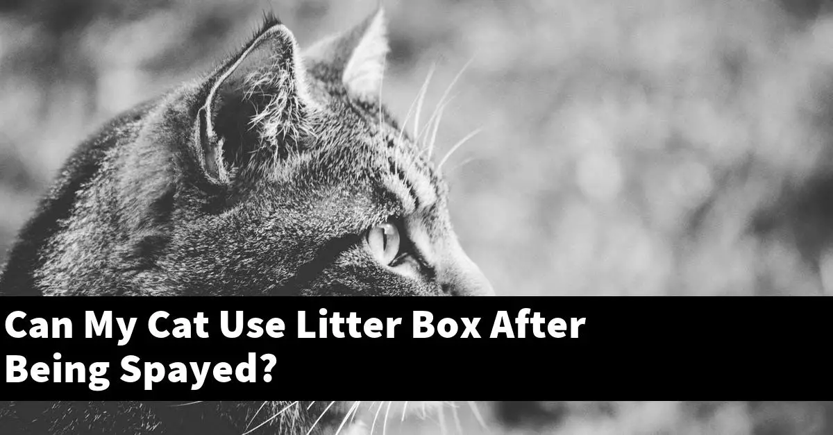 Can My Cat Use Litter Box After Being Spayed?