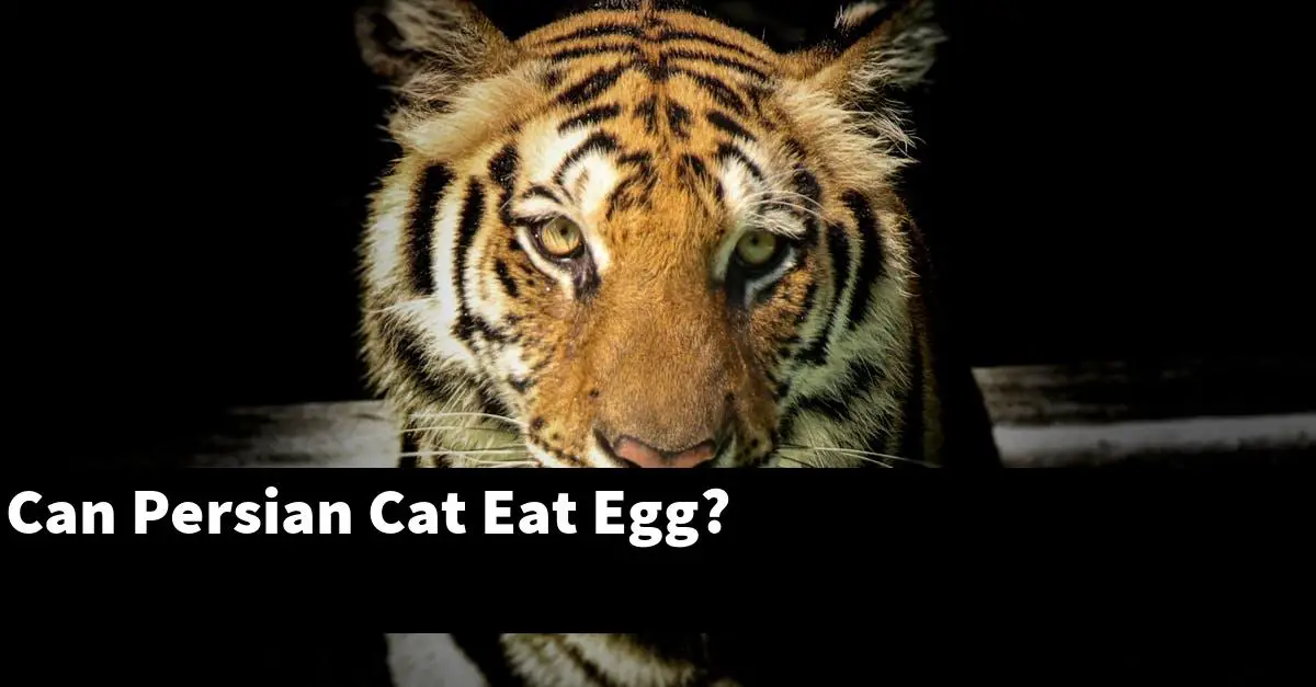 Can Persian Cat Eat Egg?