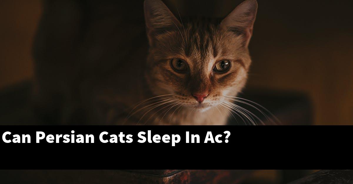 Can Persian Cats Sleep In Ac?