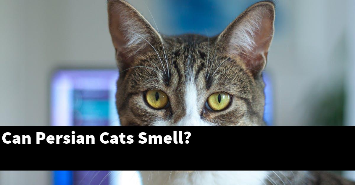 Can Persian Cats Smell?