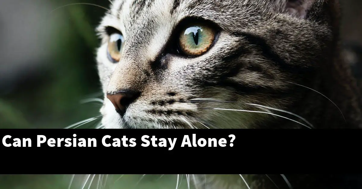 Can Persian Cats Stay Alone?