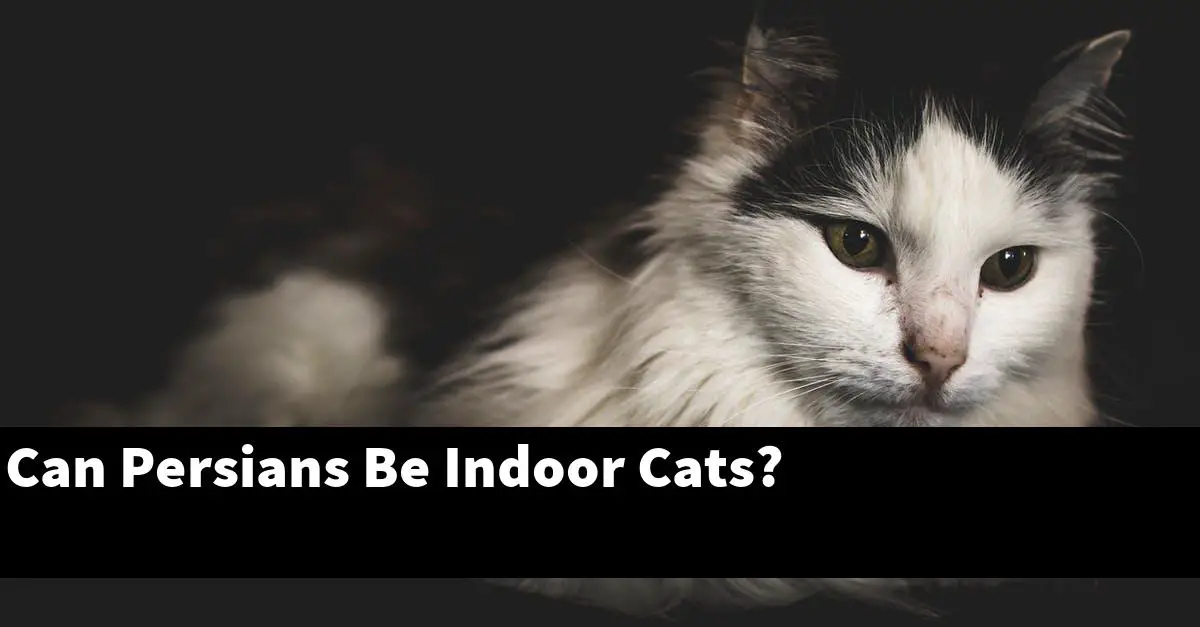Can Persians Be Indoor Cats?