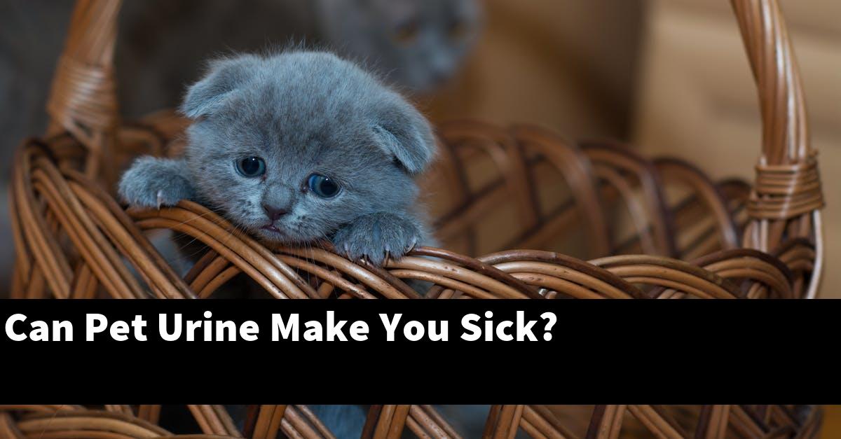Can Pet Urine Make You Sick?