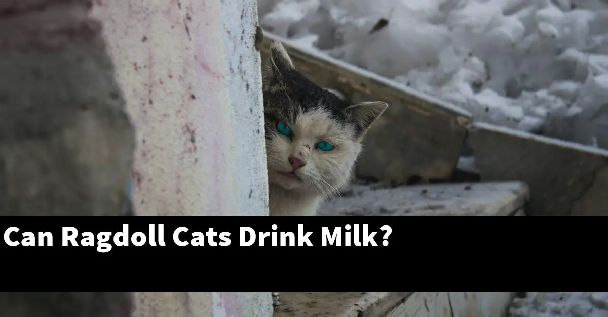 Can Ragdoll Cats Drink Milk?