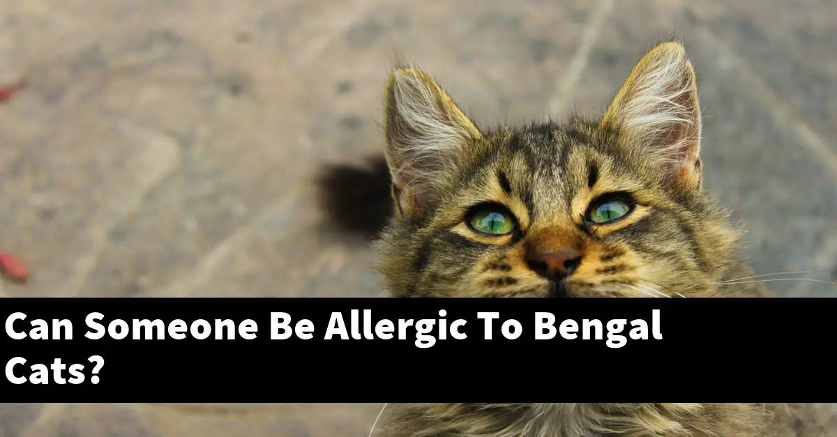 Can Someone Be Allergic To Bengal Cats?