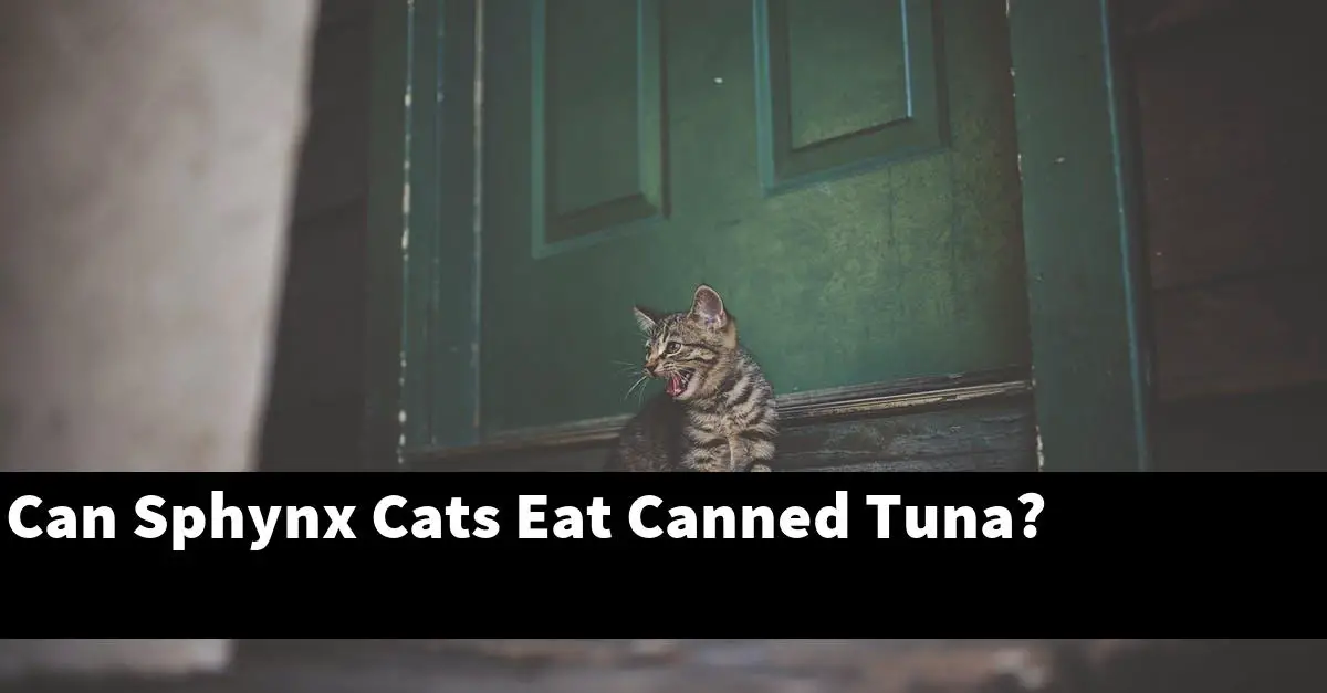 Can Sphynx Cats Eat Canned Tuna?