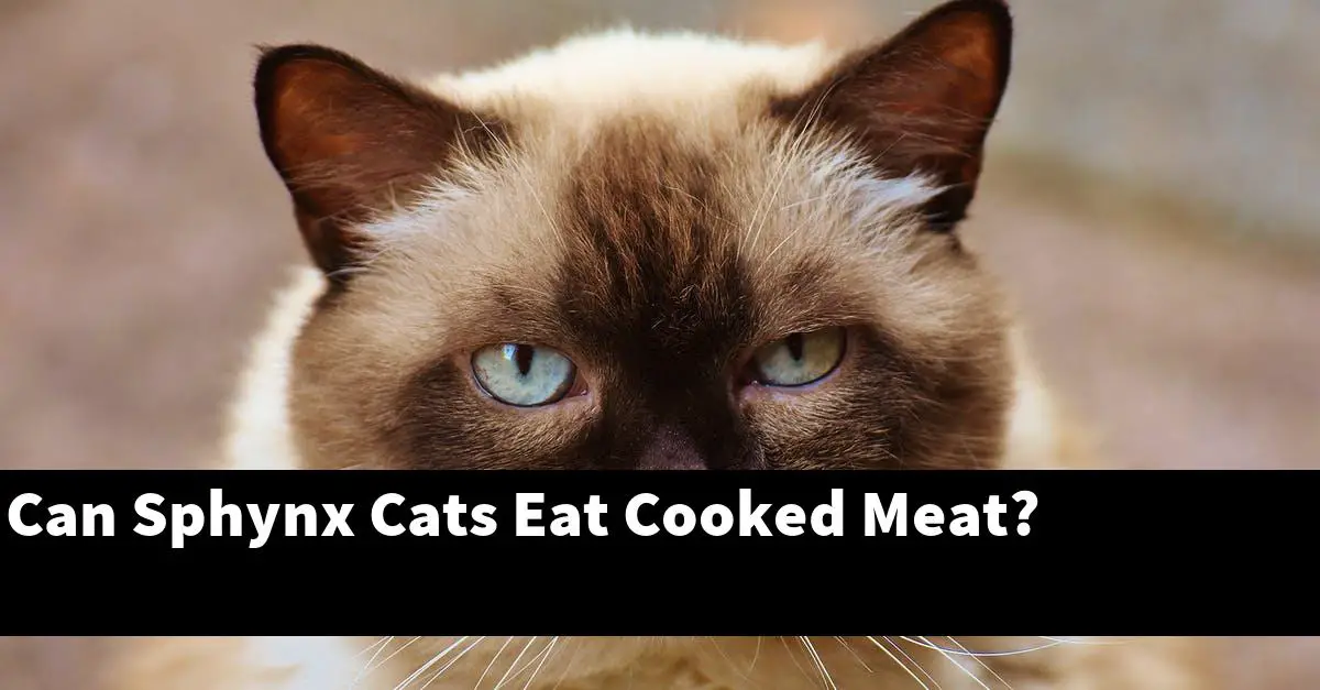 Can Sphynx Cats Eat Cooked Meat?